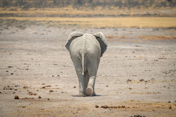 Африканский Слон Уходит Через Солонку — стоковое фото