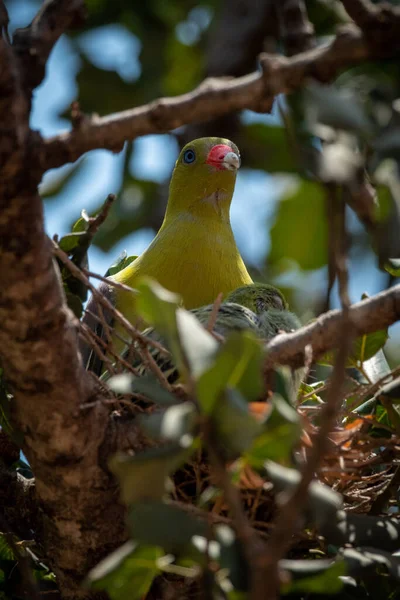 Африканський Зелений Голуб Гніздяться Гілках Пташенятами — стокове фото