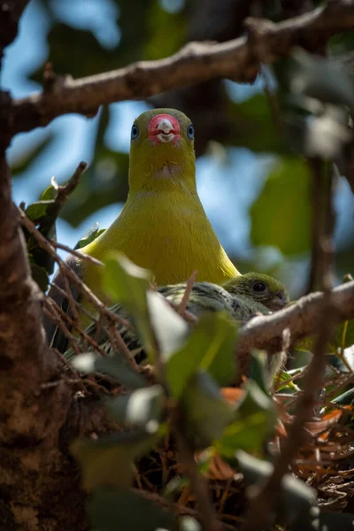 African Green Pigeon Nests Tree Chick — Stock Photo, Image