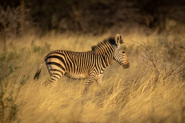 Baby Hartmann Berg Zebra Loopt Door Gras — Stockfoto