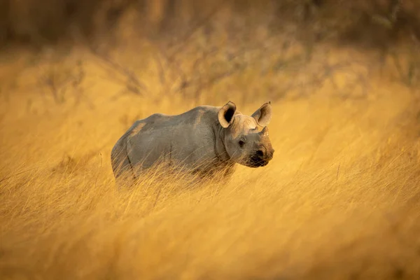 Baby Zwarte Neushoorn Gras Naar Rechts Gericht — Stockfoto