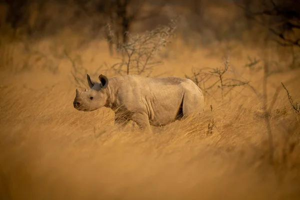 Baby Black Rhino Walks Long Grass — Stock Photo, Image