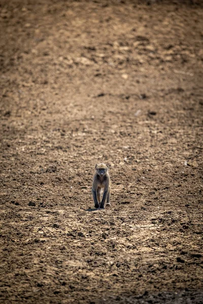 Bébé Chacma Babouin Accroupit Sur Pente Rocheuse — Photo