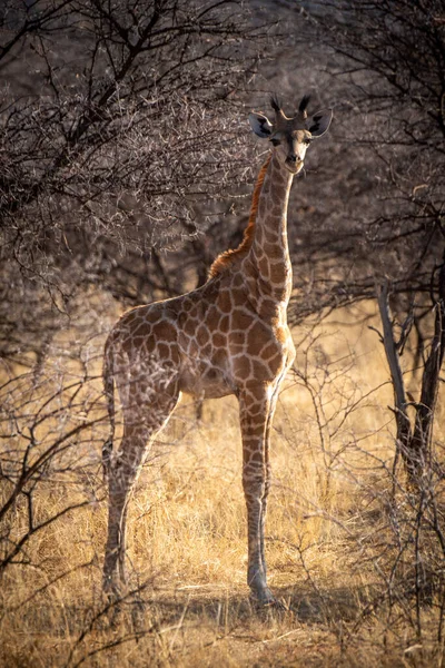 Маленький Южный Жираф Стоит Смотрит Кусты — стоковое фото