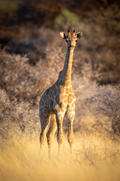 Giraffenbaby Steht Starrend Gras — Stockfoto