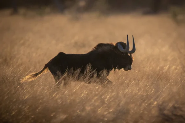 Backlit Gnus Preto Galope Através Grama Alta — Fotografia de Stock