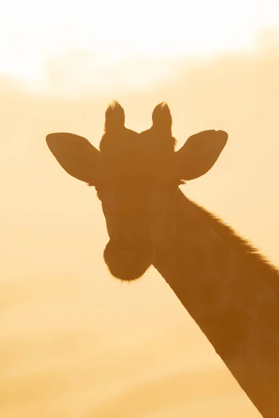 Backlit Sul Girafa Cabeça Virada Câmera — Fotografia de Stock