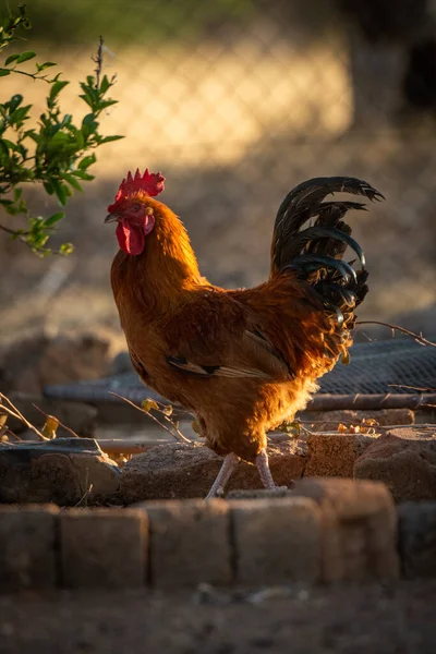 Backlit Rooster Walks Bricks Bush — Stock Photo, Image