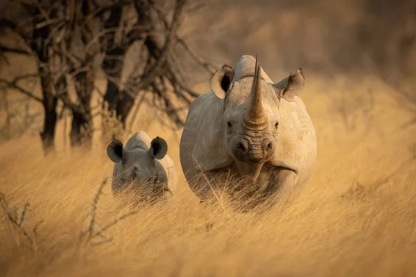 Black Rhino Baby Stand Facing Camera — Stock Photo, Image