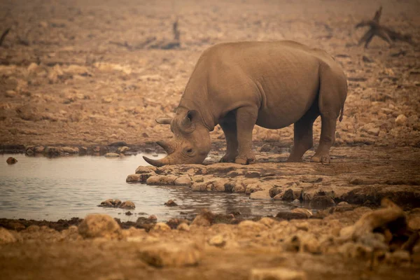 Черный Носорог Пьет Водопоя Тумане — стоковое фото