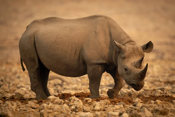 Black Rhino Crosses Rocky Pan Lifting Foot — Stock Photo, Image