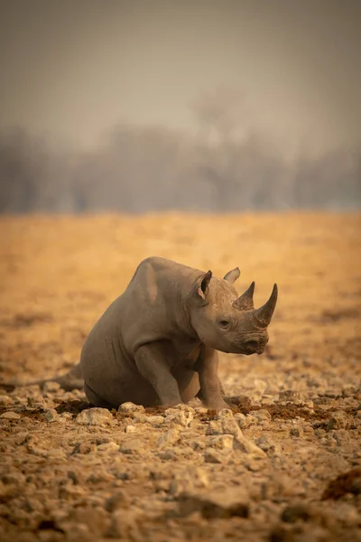 Black Rhino Sits Rocks Trees — Stock Photo, Image