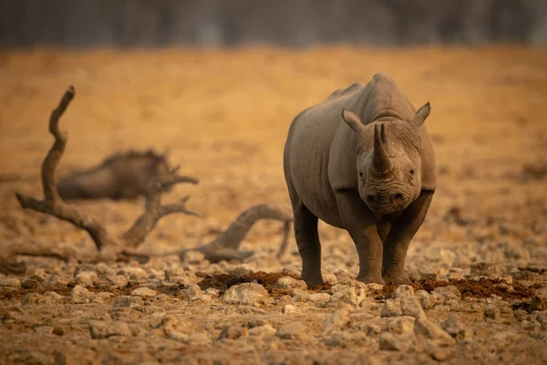 Spitzmaulnashorn Steht Zwischen Felsen Der Nähe Von Gnus — Stockfoto