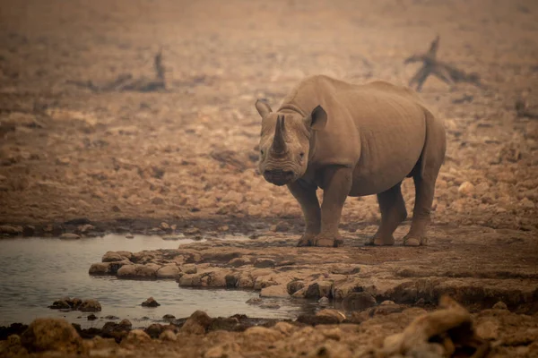 Black Rhino Stands Rocks Haze — Stock Photo, Image