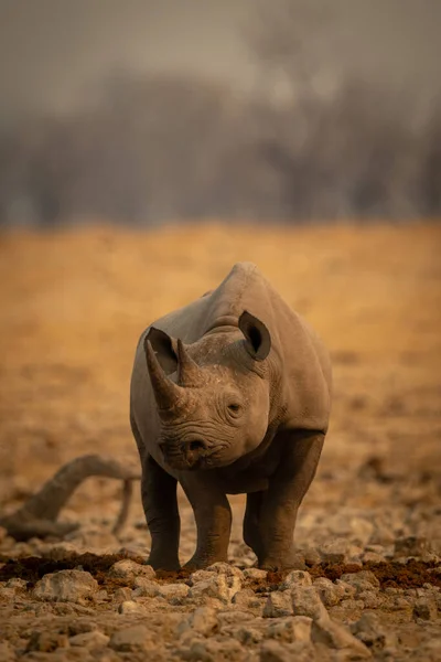 Spitzmaulnashorn Steht Zwischen Felsen Und Dreht Kopf — Stockfoto