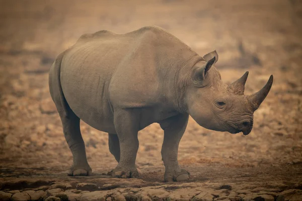 Zwarte Neushoorn Staat Tussen Rotsen Camera Kijken — Stockfoto