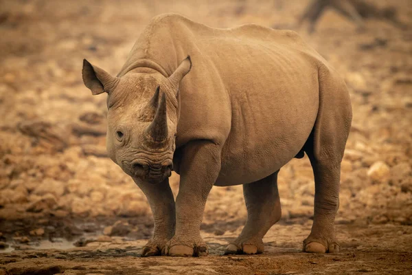 Black Rhino Stands Waterhole Eyeing Camera — Stock Photo, Image