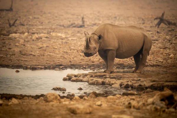Чёрный Носорог Стоит Водоёма Тумане — стоковое фото