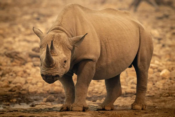 Black Rhino Stands Waterhole Watching Camera — Stock Photo, Image