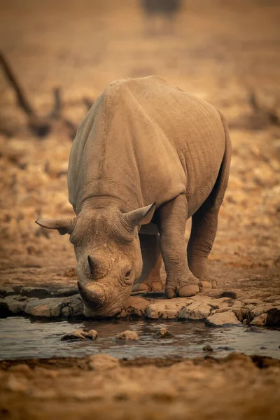 Black Rhino Stands Drinking Rocky Waterhole — Stock Photo, Image