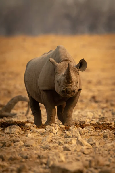 Rhino Noir Tient Face Caméra Parmi Les Rochers — Photo