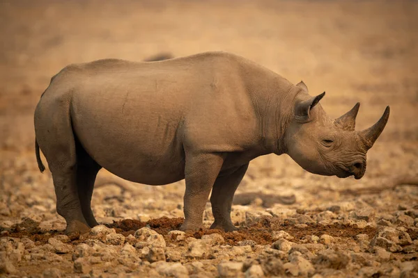 Black Rhino Stands Profile Rocks — Stock Photo, Image