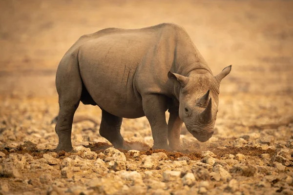 Black Rhino Stands Lowering Head Rocks — Stock Photo, Image