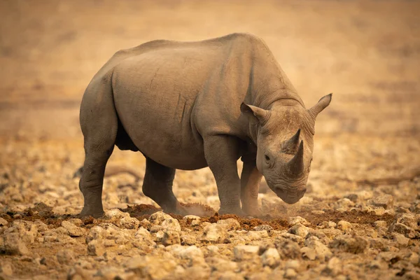 Zwarte Neushoorn Staat Dalen Hoofd Tussen Rotsen — Stockfoto