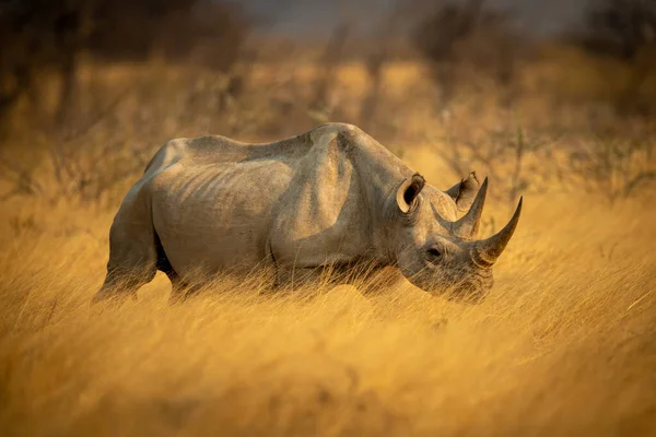 Rhinocéros Noir Marche Travers Herbe Près Des Buissons — Photo