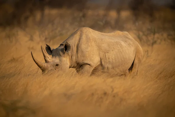 Rhinocéros Noir Marche Travers Herbe Soleil — Photo