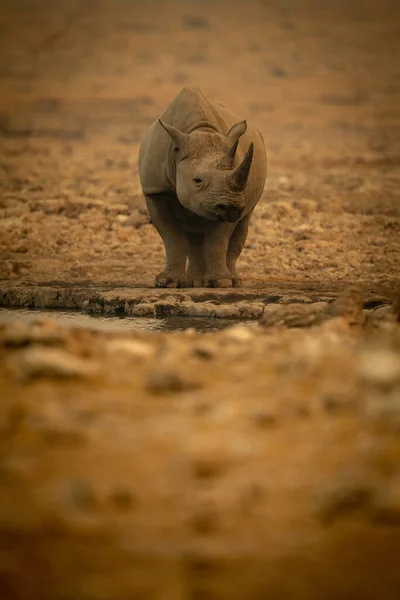 Чёрный Носорог Стоит Рядом Камерой Наблюдения Водяной Дырой — стоковое фото