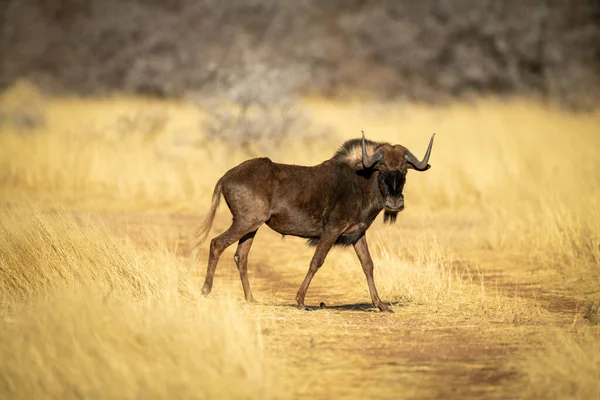 Nero Wildebeest Croci Erboso Pista Guardando Fotocamera — Foto Stock