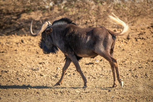 Ñus Negro Cruza Sartén Rocosa Agitando Cola — Foto de Stock