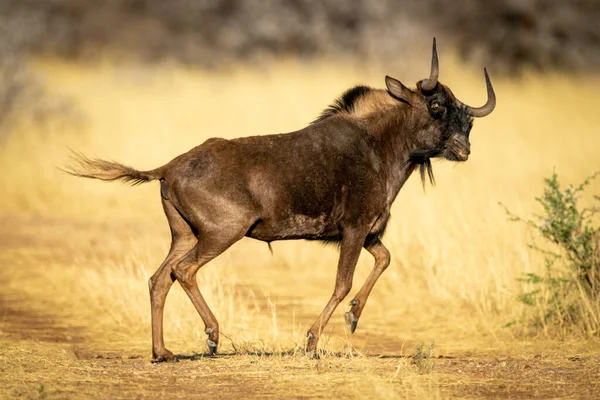 Galope Gnu Preto Atravessa Pista Jogando Cabeça — Fotografia de Stock