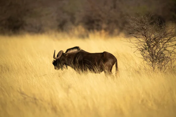 Nero Wildebeest Stand Profilo Vicino Cespuglio — Foto Stock