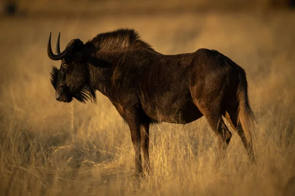 Gnus Preto Está Perfil Pastagens — Fotografia de Stock