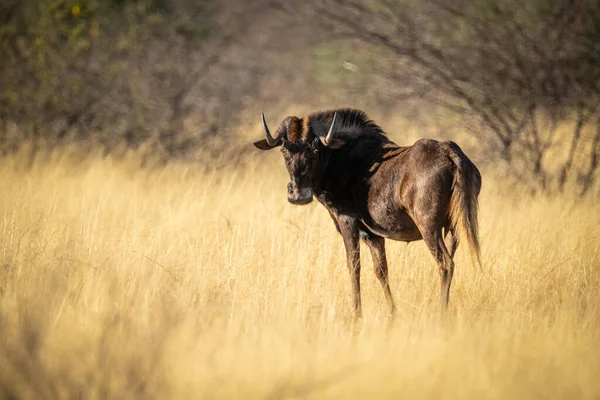 Nero Wildebeest Stand Erba Guardando Fotocamera — Foto Stock