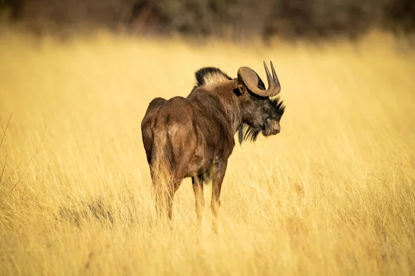Nero Wildebeest Stand Erba Girando Testa — Foto Stock