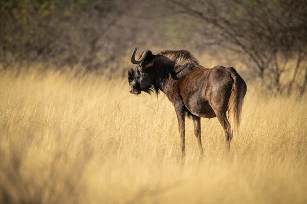 Nero Wildebeest Stand Erba Sole — Foto Stock