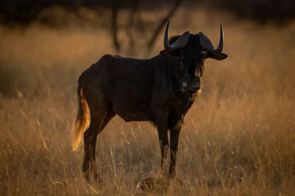 Nero Wildebeest Stand Erba Guardando Fotocamera — Foto Stock