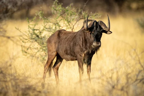 Schwarzes Gnu Steht Gras Busch — Stockfoto