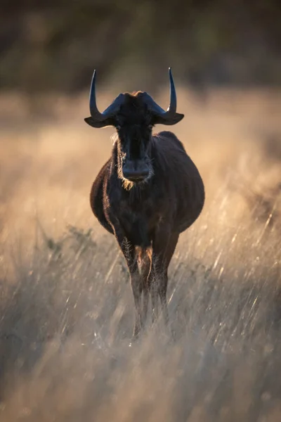 Czarny Antylop Stoi Twarzą Kamery Trawie — Zdjęcie stockowe