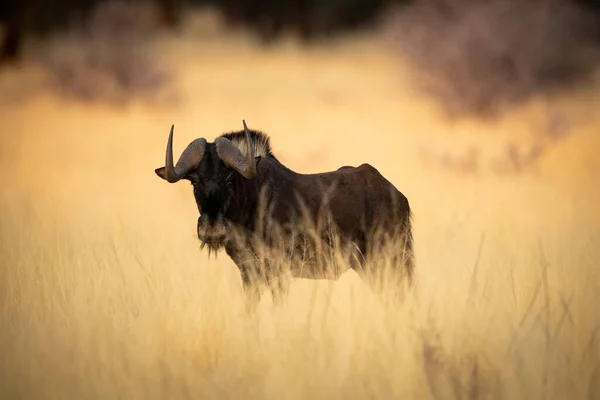 Nero Wildebeest Stand Guardando Fotocamera Erba — Foto Stock