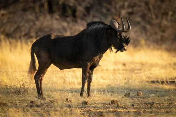 Nero Wildebeest Stand Erba Profilo — Foto Stock