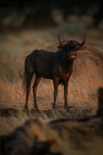 Black Wildebeest Stands Showing Teeth While Barking — Stock Photo, Image