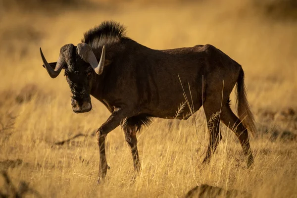 Nero Wildebeest Passeggiate Attraverso Erba Girando Testa — Foto Stock