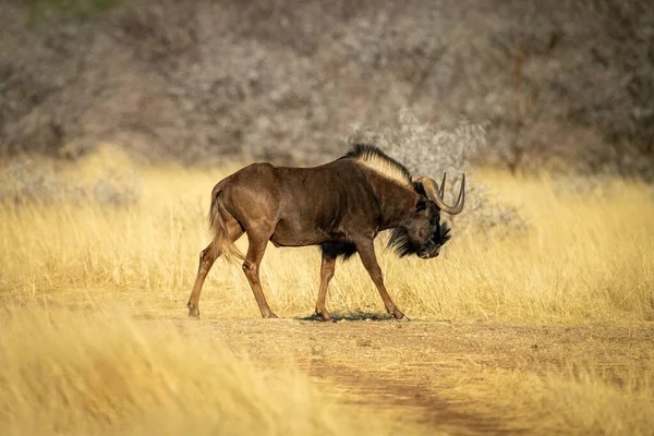 Nero Wildebeest Passeggiate Attraverso Pista Profilo — Foto Stock