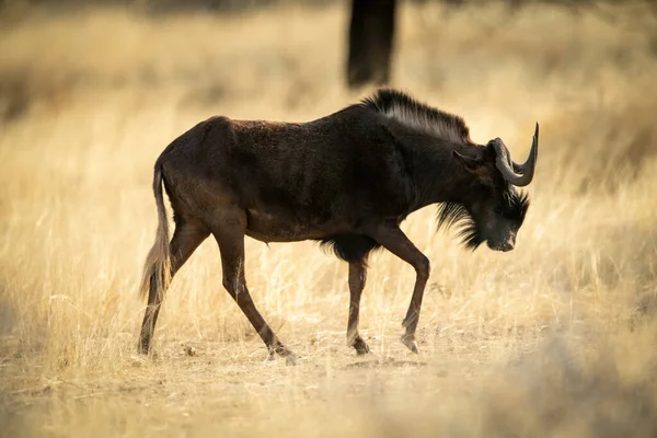 Nero Wildebeest Passeggiate Attraverso Savana Passato Albero — Foto Stock