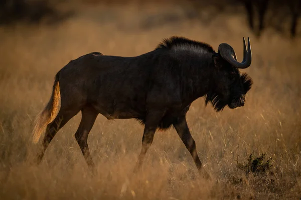 Nero Wildebeest Passeggiate Erba Alba — Foto Stock