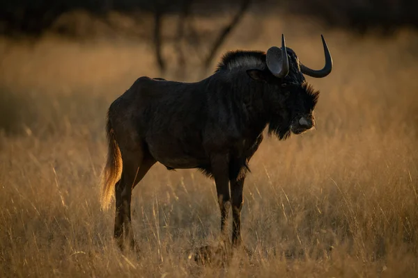 Nero Wildebeest Passeggiate Erba Guardando Fotocamera — Foto Stock